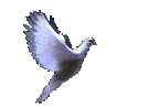 freedom to fly